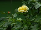 DSCN7906