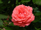 DSCN7907