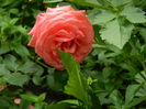 DSCN7910