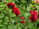 DSCN7914