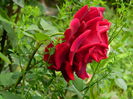 DSCN7915