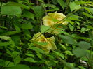 DSCN7916
