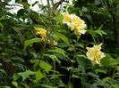 DSCN7918