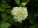 DSCN7923