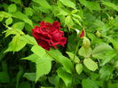 DSCN7924