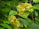 DSCN7926