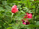 DSCN7927