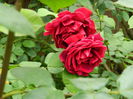 DSCN7929