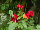 DSCN7936