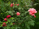 DSCN7937