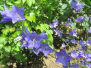 Campanula platycodon