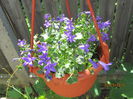 Campanula poscharskyana