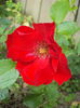 La Rossa