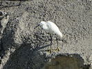 Egreta mică