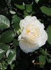 Princess of Wales