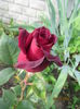 Black Baccara