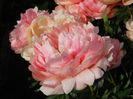 DSCN7179
