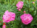 DSCN7153