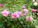 DSCN7209