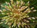 Allium schubertii (2015, May 11)