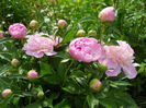DSCN7164
