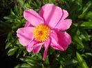 DSCN7175