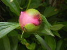 Peony. Bujor (2015, May 11)