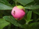 Peony. Bujor (2015, May 11)