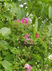 Rosa rugosa (2015, May 11)