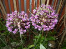 Allium Purple Sensation (2015, May 12)