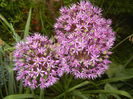 Allium Purple Sensation (2015, May 12)