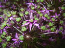 Allium Purple Sensation (2015, May 12)