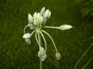 Allium siculum (2015, May 12)