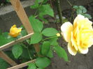 Picture My plants 3354