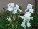 Laced Cotton