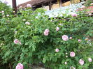 DSC03845