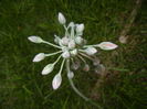 Allium siculum (2015, May 12)