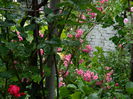 DSCN7981