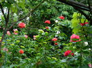 DSCN7982