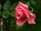DSCN8043