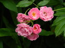 DSCN8044