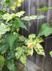 DSC03855