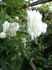 DSC03857