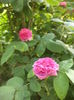 DSC03863