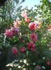 DSCF0725