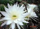 DSC08503