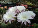 DSC08601