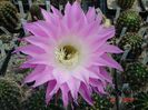 DSC08606