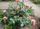 DSCF2046