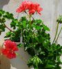 IMG_20150525_124338-2